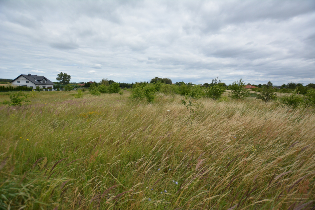 Działka na sprzedaż Wąwelnica 3 166 m2 | Arka Nieruchomości