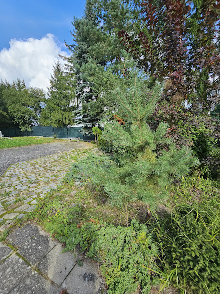 Dom na sprzedaż Stobno 428 m2 | Arka Nieruchomości