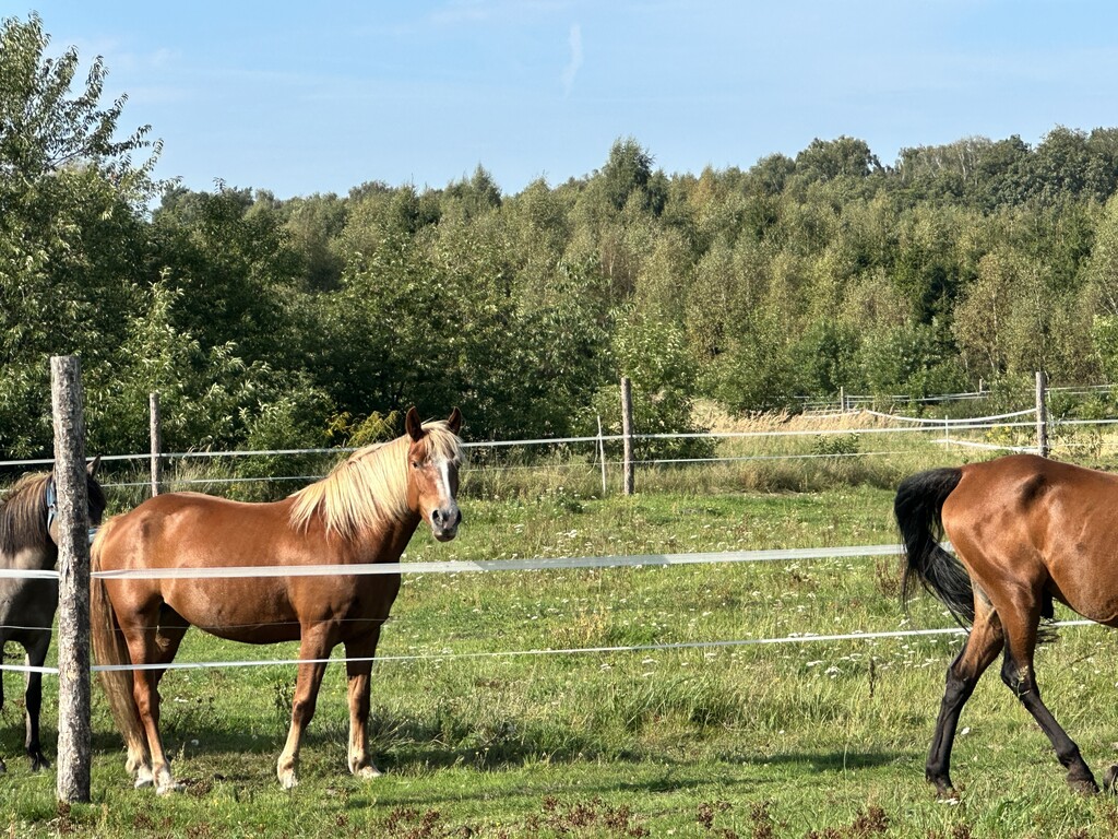 Dom na sprzedaż Białuń 96 m2 | Arka Nieruchomości