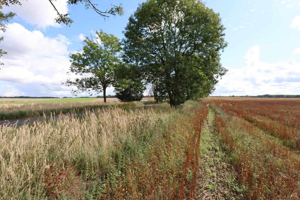 Działka na sprzedaż Dębice 1 699 m2 | Arka Nieruchomości