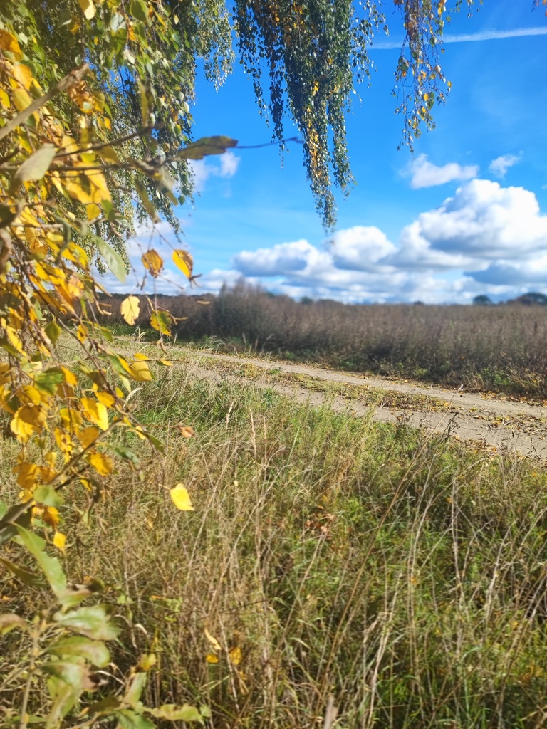 Działka na sprzedaż Grabowo 1 477 m2 | Arka Nieruchomości