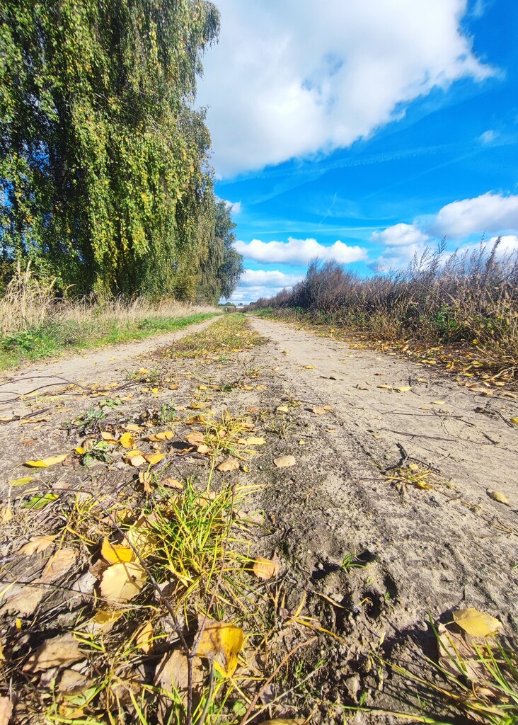 Działka na sprzedaż Grabowo 1 477 m2 | Arka Nieruchomości