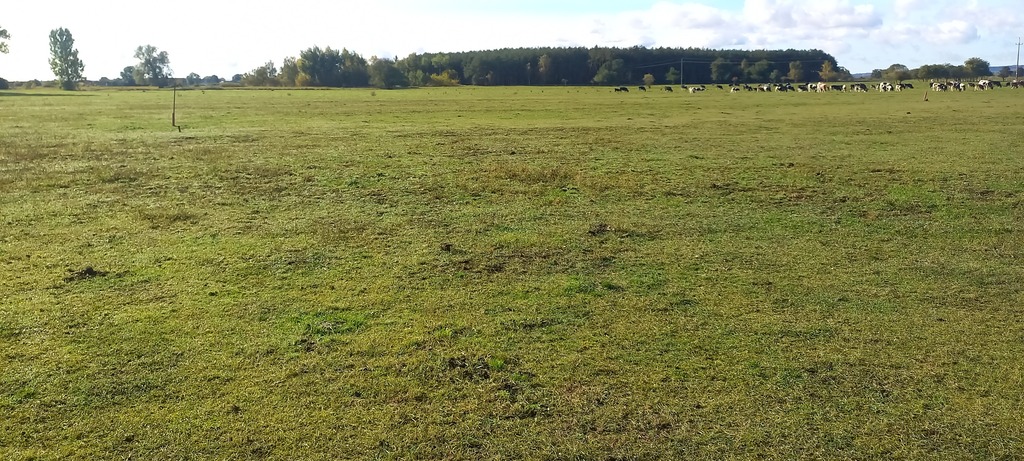 Działka na sprzedaż Borzysławiec 1 947 m2 | Arka Nieruchomości