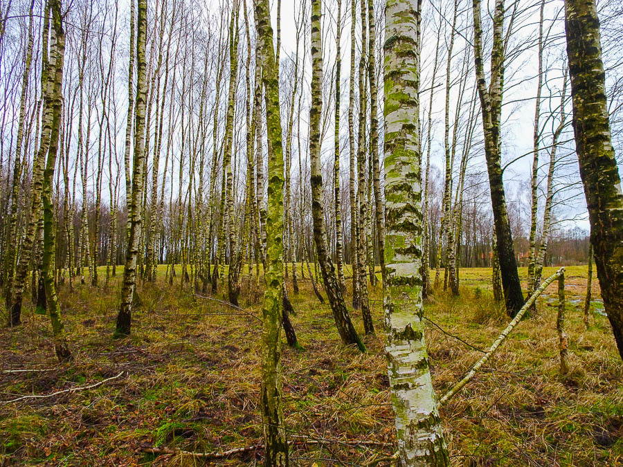 Dom na sprzedaż Ostrowice 306 m2 | Arka Nieruchomości