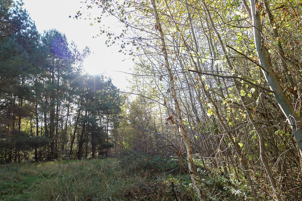 Działka na sprzedaż Grzepnica 3 069 m2 | Arka Nieruchomości