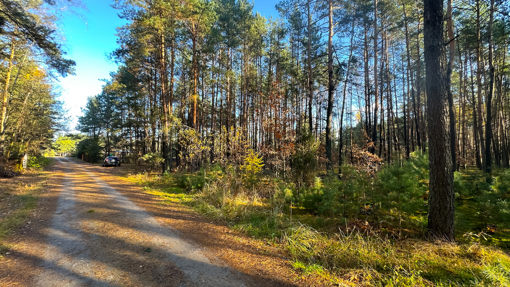Piękny las | prywatność | plan zagospodarowania – zdjęcie 8
