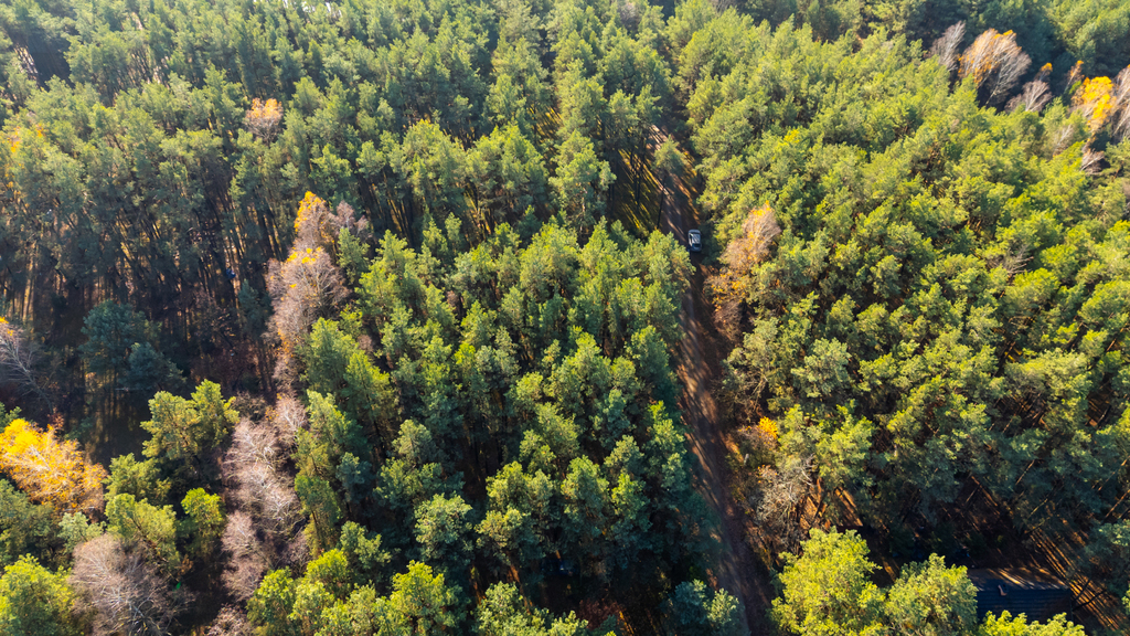 Piękny las | prywatność | plan zagospodarowania – zdjęcie 6