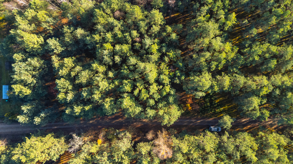 Piękny las | prywatność | plan zagospodarowania – zdjęcie 3