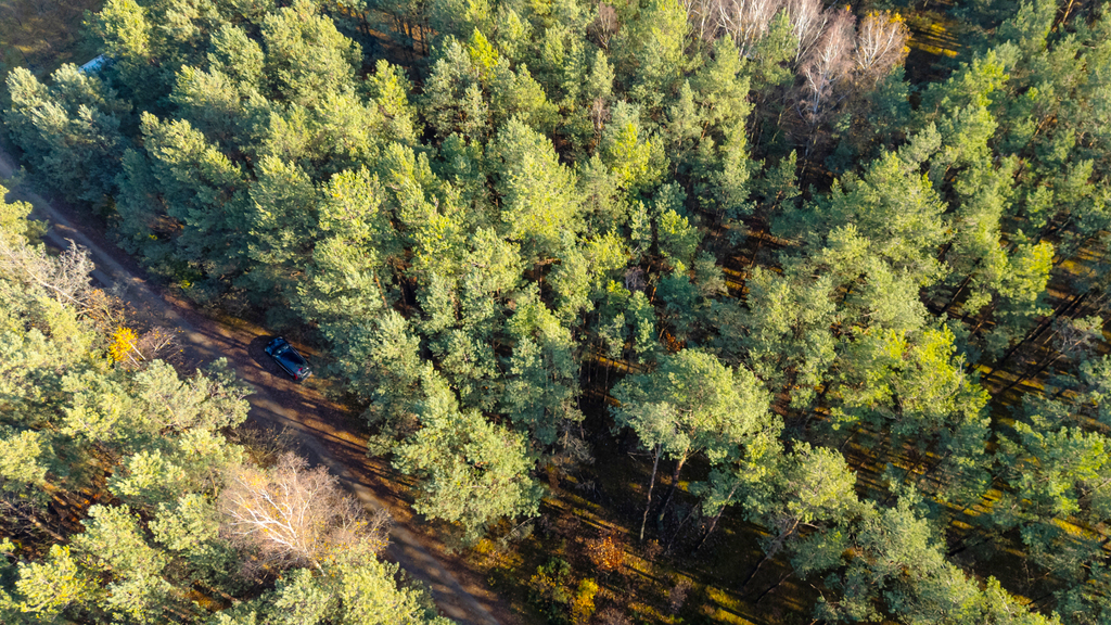 Piękny las | prywatność | plan zagospodarowania – zdjęcie 5