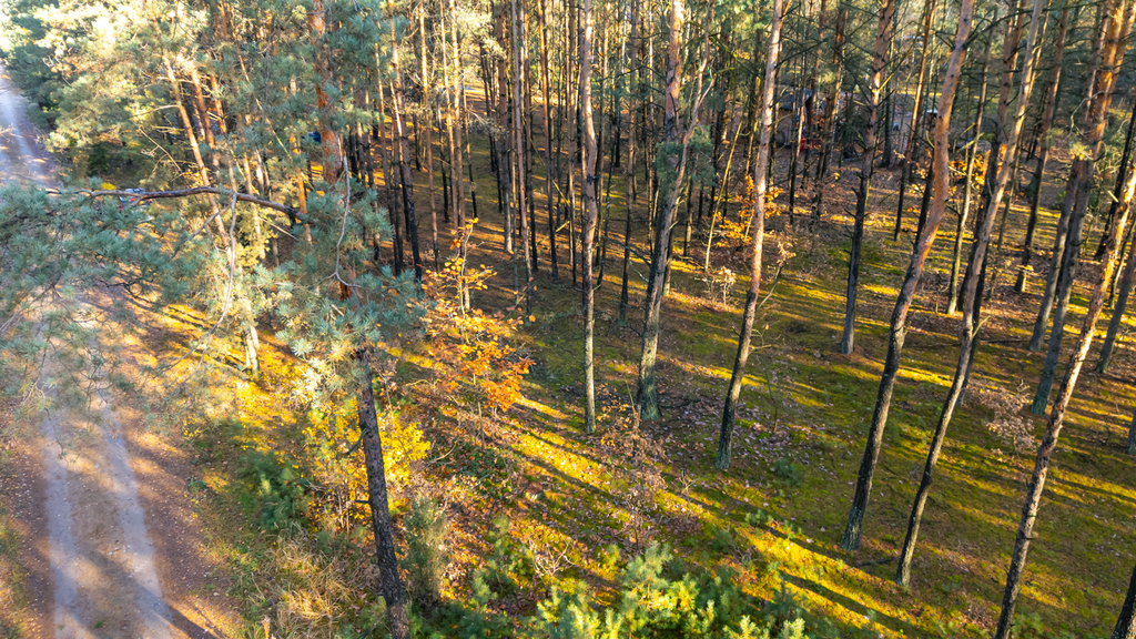 Piękny las | prywatność | plan zagospodarowania – zdjęcie 9