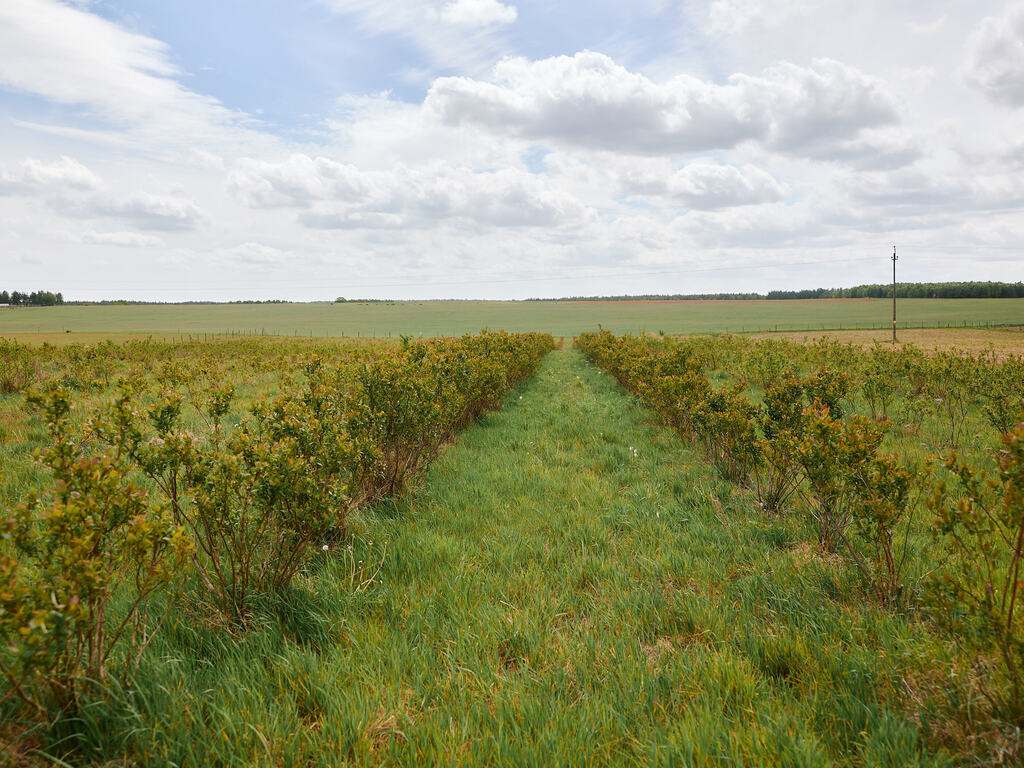 Dom na sprzedaż Storkowo 380 m2 | Arka Nieruchomości