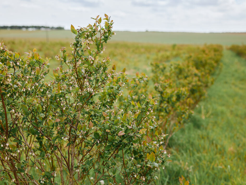 Dom na sprzedaż Storkowo 380 m2 | Arka Nieruchomości