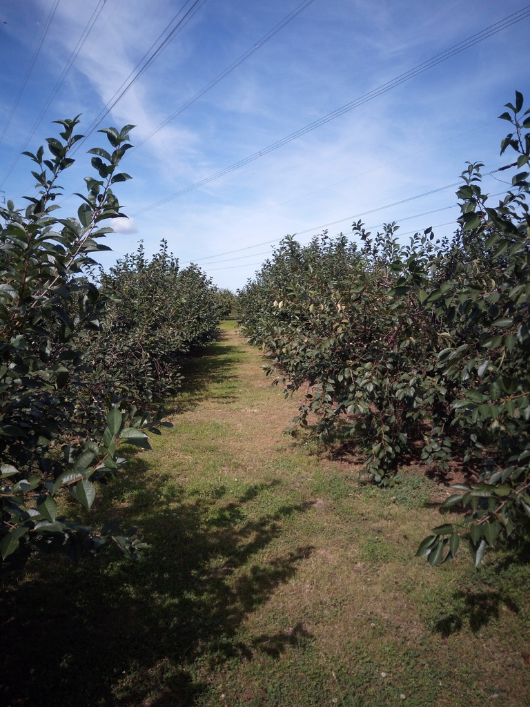 Działka na sprzedaż Banie 19 447 m2 | Arka Nieruchomości