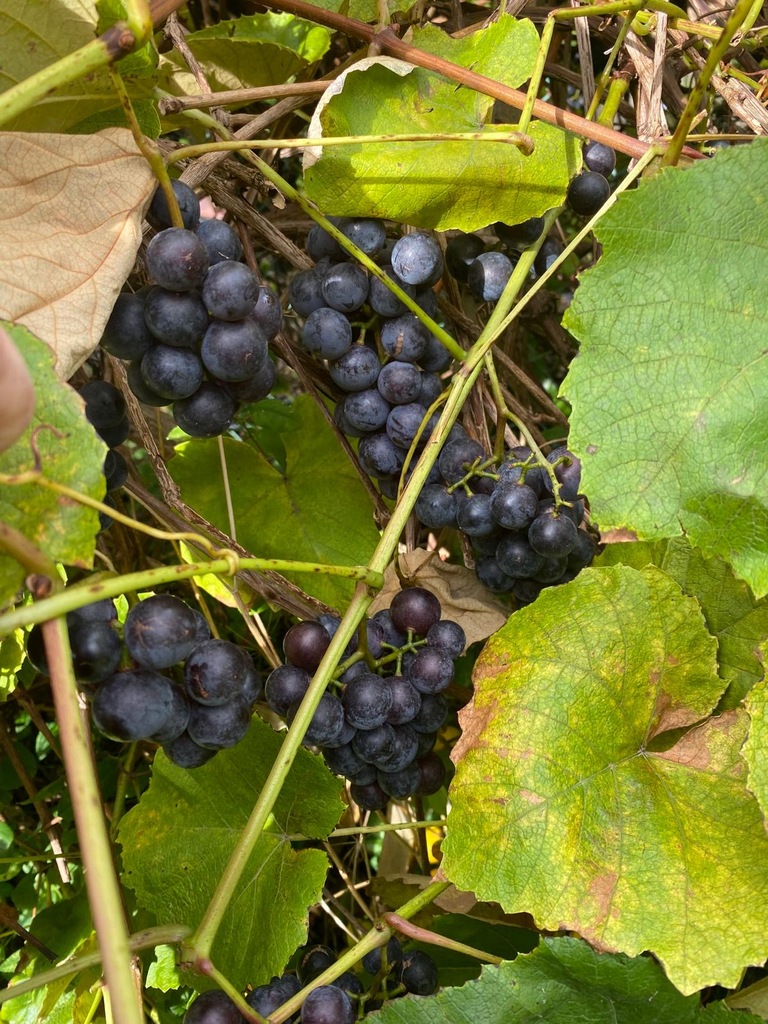 Dom na sprzedaż Szczecin, os. Skarbówek 90 m2 | Arka Nieruchomości