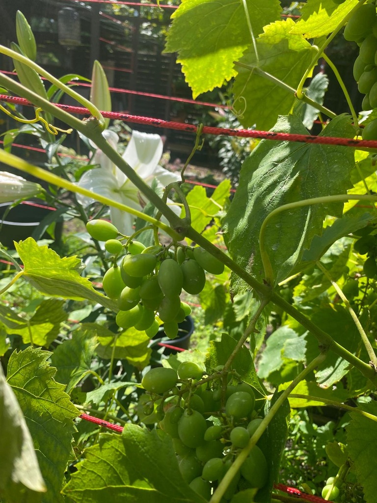 Dom na sprzedaż Szczecin, os. Skarbówek 90 m2 | Arka Nieruchomości