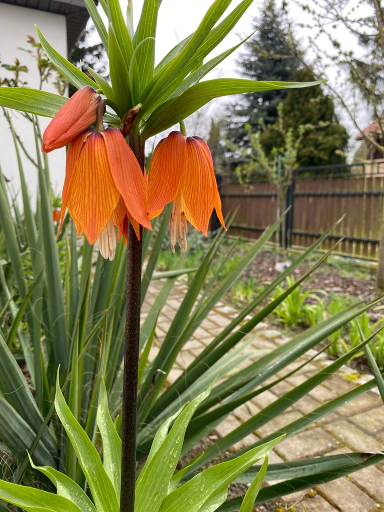 Dom na sprzedaż Szczecin, os. Skarbówek 90 m2 | Arka Nieruchomości