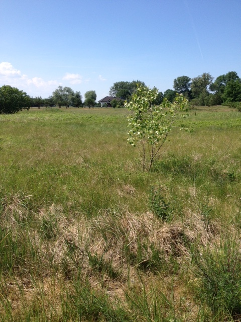 Działka na sprzedaż Lubczyna 1 403 m2 | Arka Nieruchomości