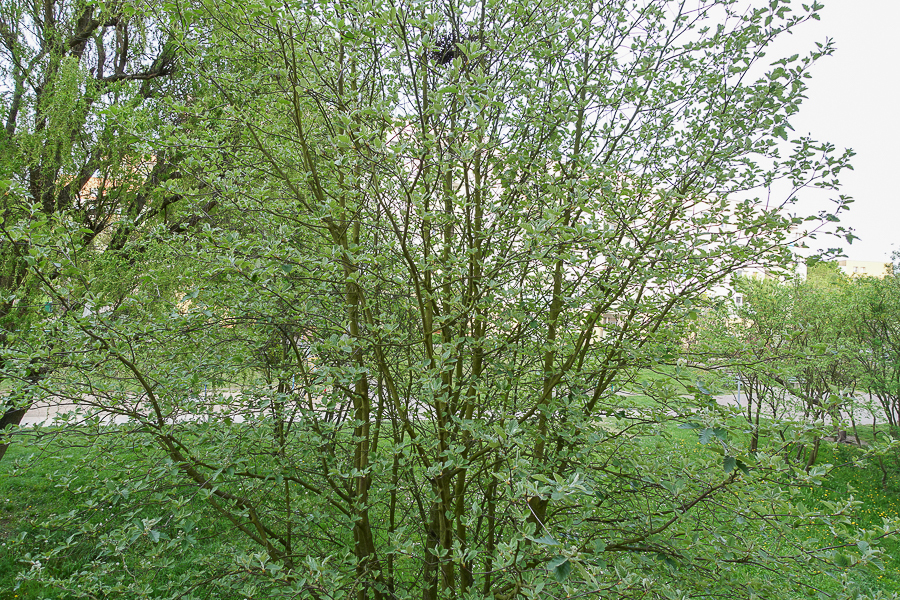 Mieszkanie na wynajem Szczecin, Książąt Pomorskich 46 m2 | Arka Nieruchomości