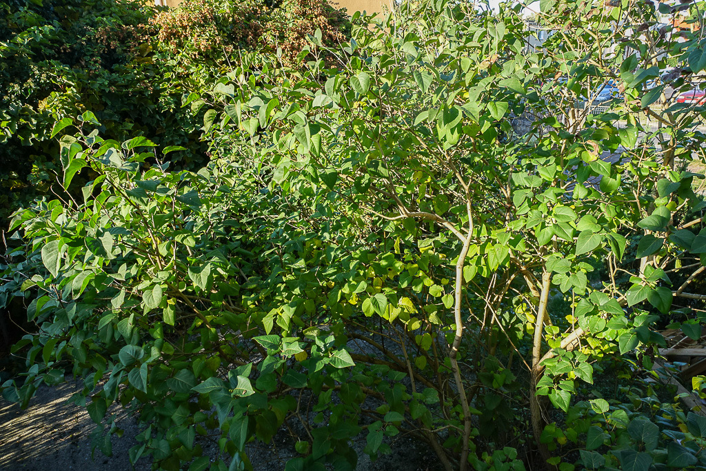 Mieszkanie na sprzedaż Szczecin, Dąbie 101 m2 | Arka Nieruchomości