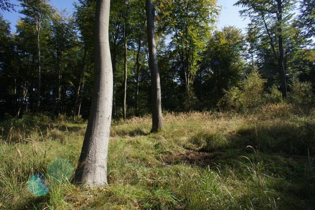 Działka na sprzedaż Dobra 701 m2 | Arka Nieruchomości