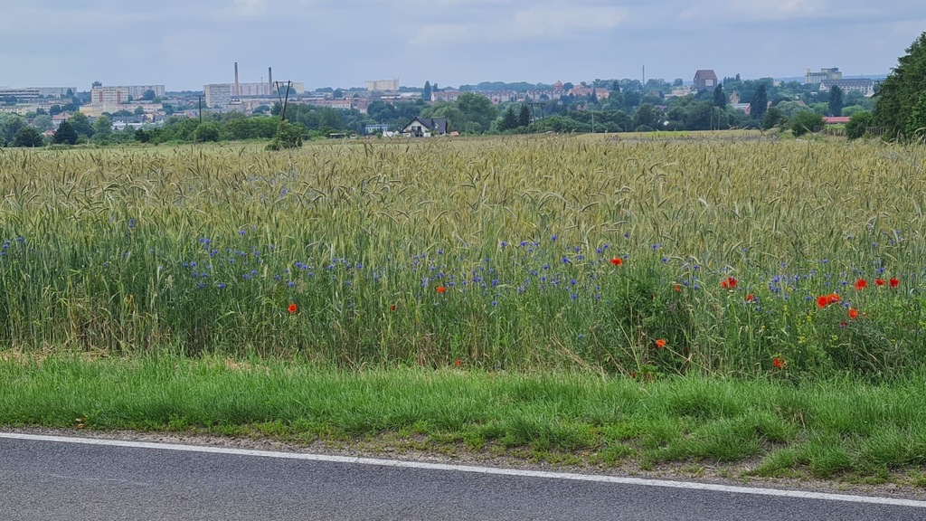 Działka na sprzedaż Stargard 867 m2 | Arka Nieruchomości