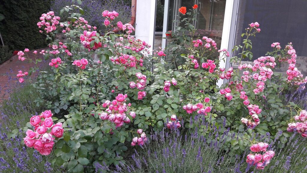 Dom na sprzedaż Przyjezierze 225 m2 | Arka Nieruchomości