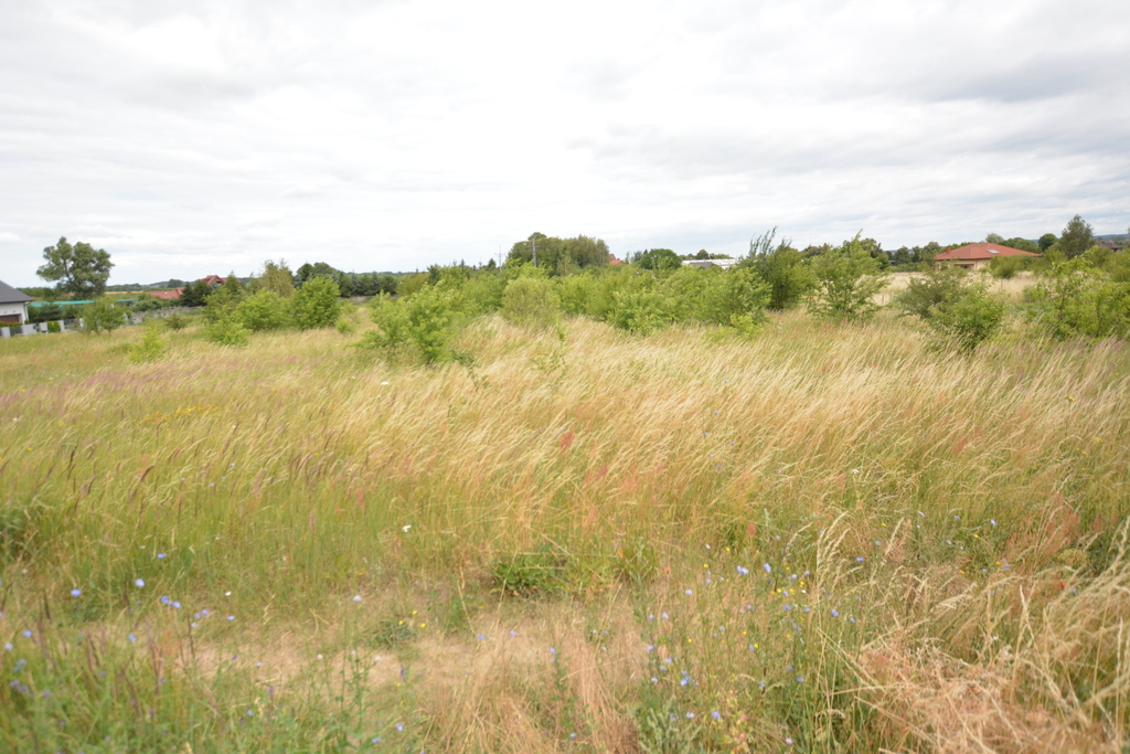 Działka na sprzedaż Wąwelnica 3 166 m2 | Arka Nieruchomości