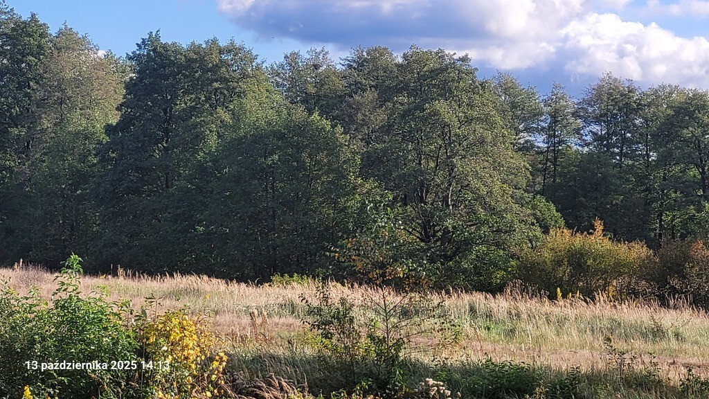 Działka na sprzedaż Rajsko 1 200 m2 | Arka Nieruchomości