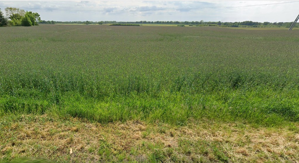 Działka na sprzedaż Maszewo 1 200 m2 | Arka Nieruchomości