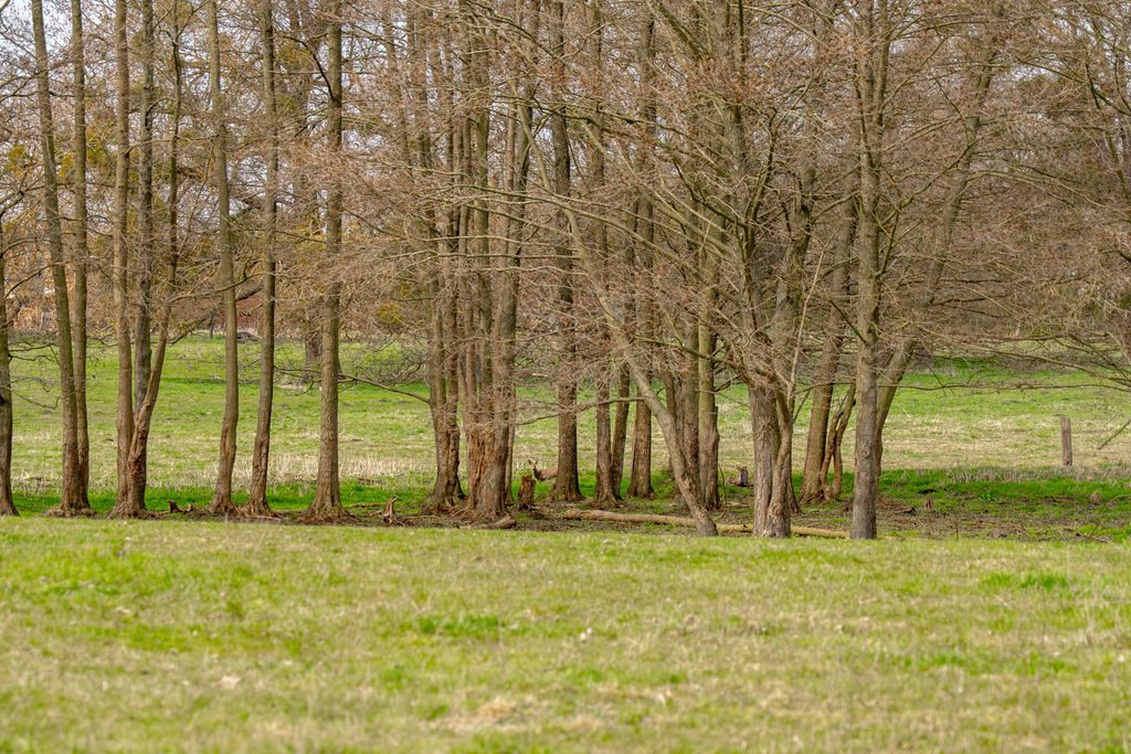 Działka na sprzedaż Tanowo 1 288 m2 | Arka Nieruchomości