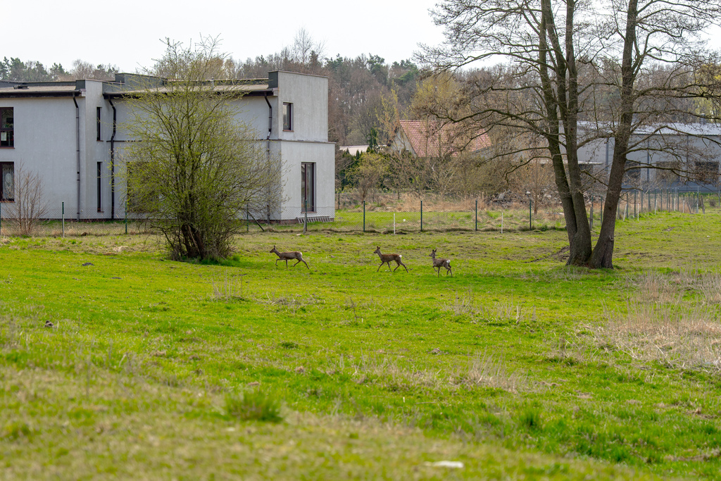 Działka na sprzedaż Tanowo 1 288 m2 | Arka Nieruchomości