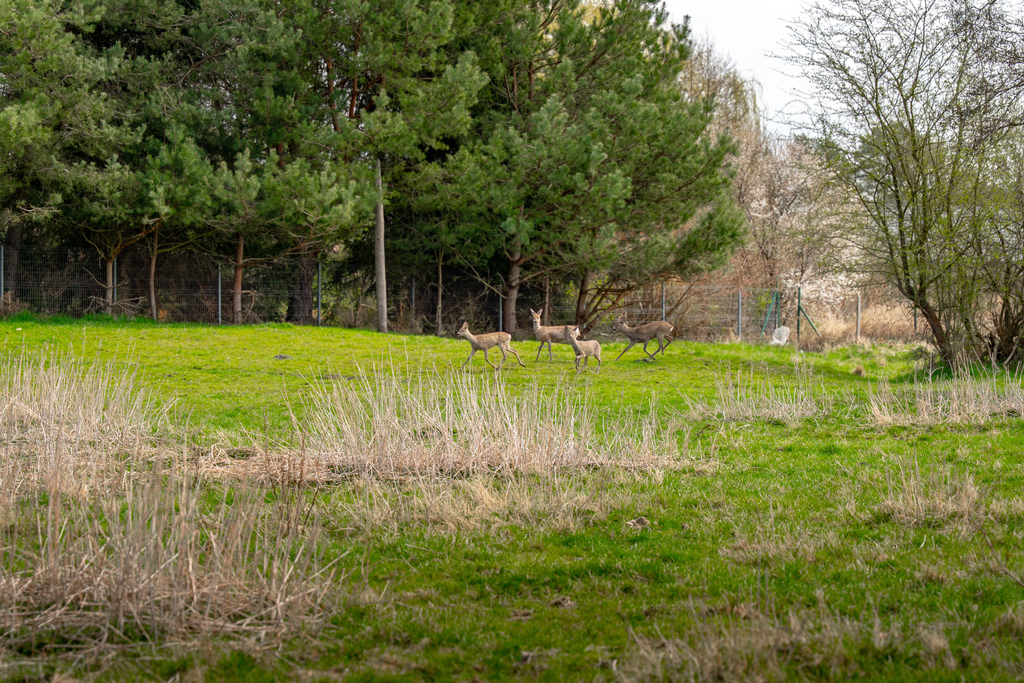 Działka na sprzedaż Tanowo 1 288 m2 | Arka Nieruchomości