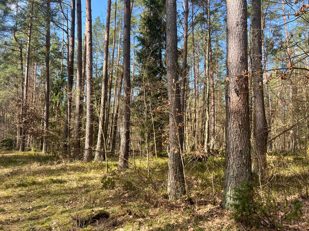 Działka — Stara Kaletka — zdjęcie 2