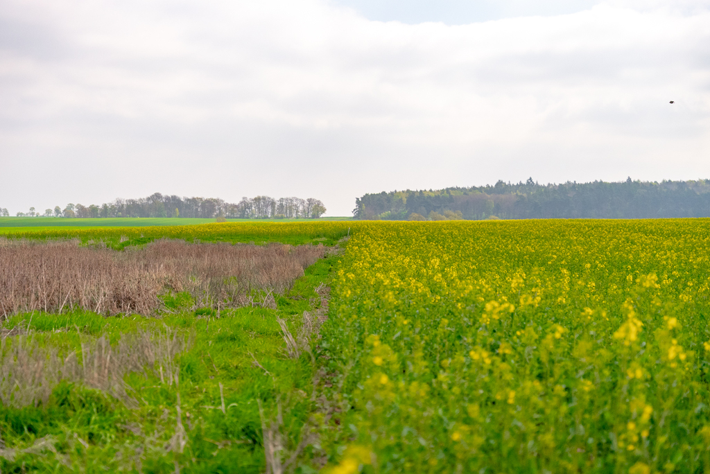 Działka na sprzedaż Pyrzyce 2 997 m2 | Arka Nieruchomości