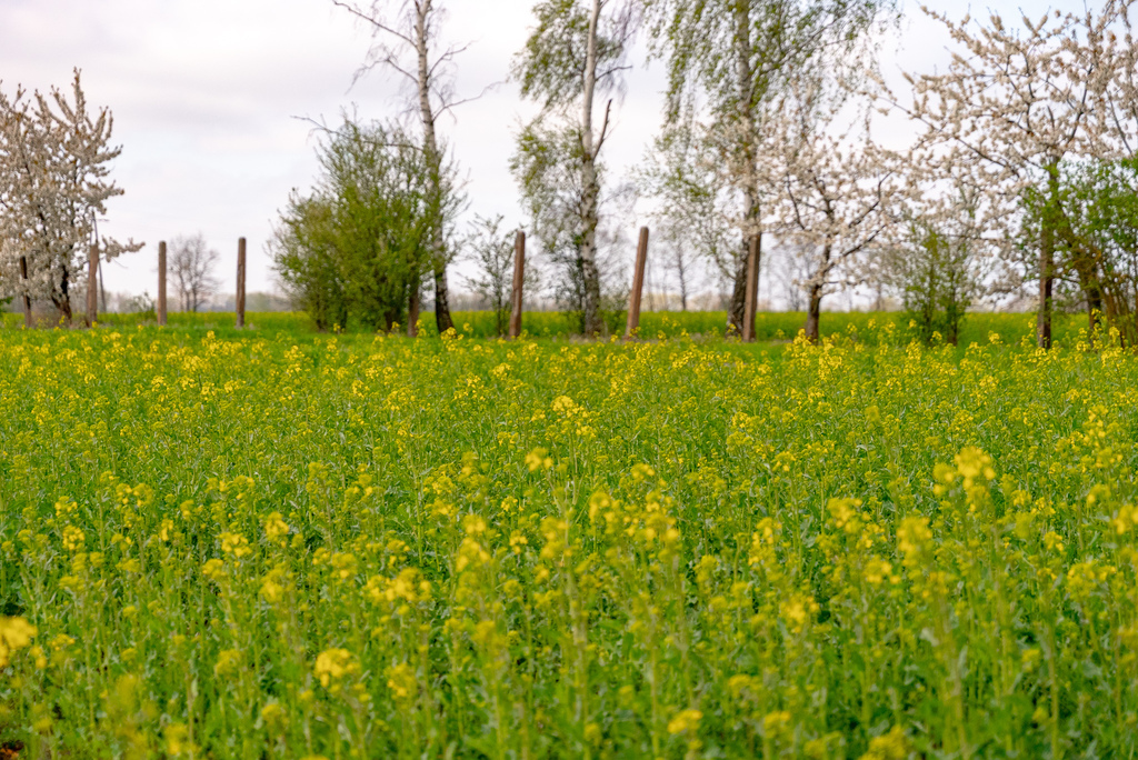 Działka na sprzedaż Pyrzyce 2 997 m2 | Arka Nieruchomości