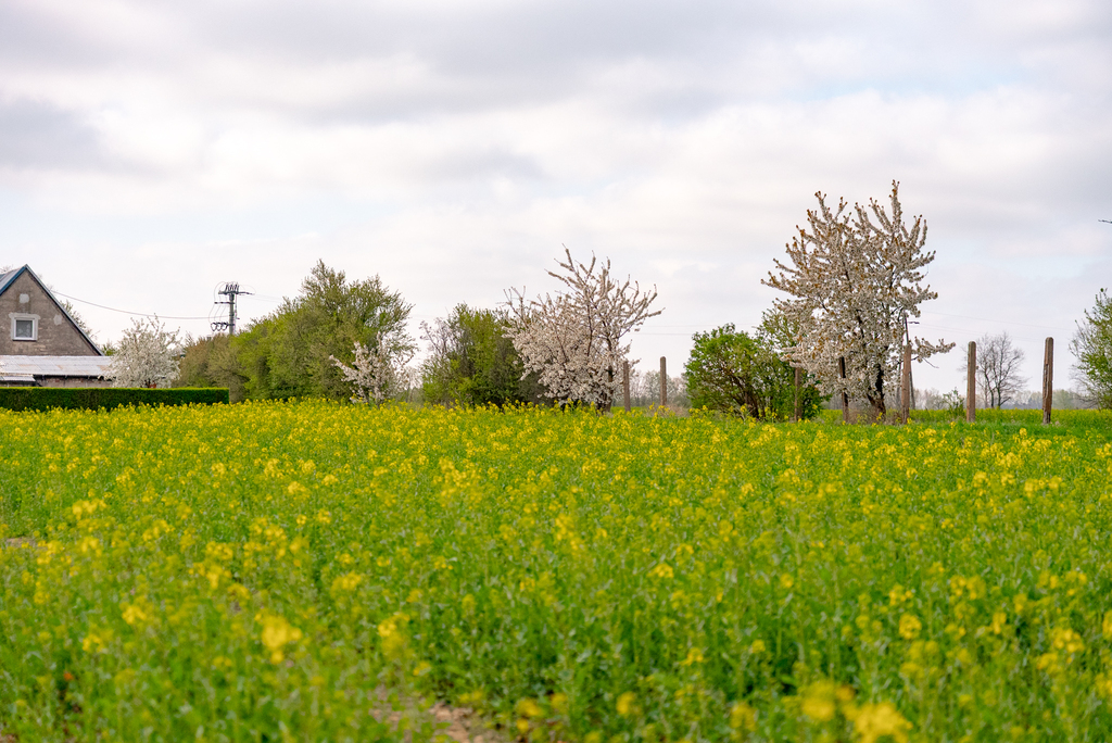 Działka na sprzedaż Pyrzyce 2 997 m2 | Arka Nieruchomości