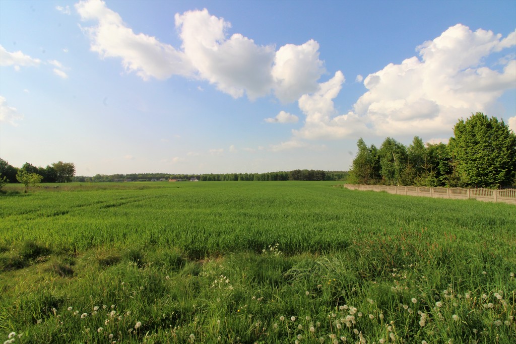 Działka siedliskowa w Mikołajowie pod Rokicinami – zdjęcie 2