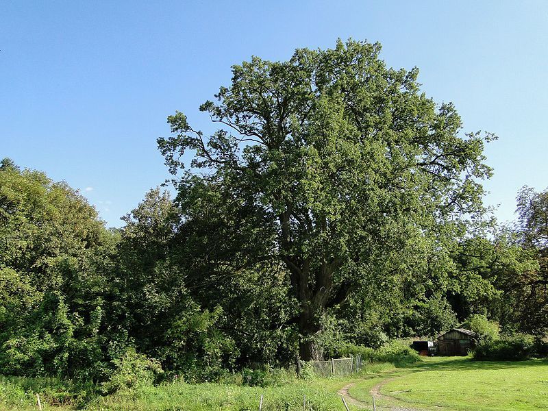 Działka na sprzedaż Kurów 27 988 m2 | Arka Nieruchomości
