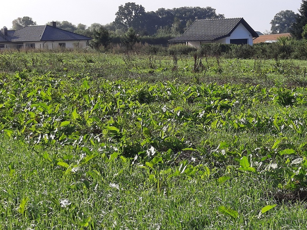 Działka na sprzedaż Kurów 27 988 m2 | Arka Nieruchomości