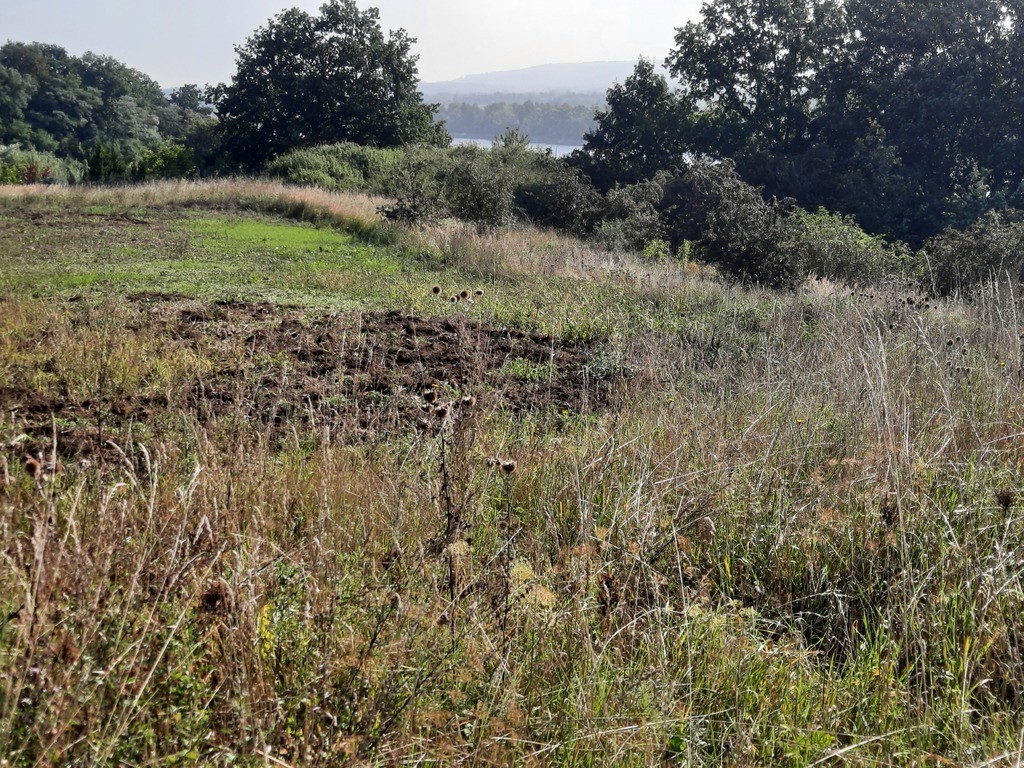 Działka na sprzedaż Kurów 27 988 m2 | Arka Nieruchomości