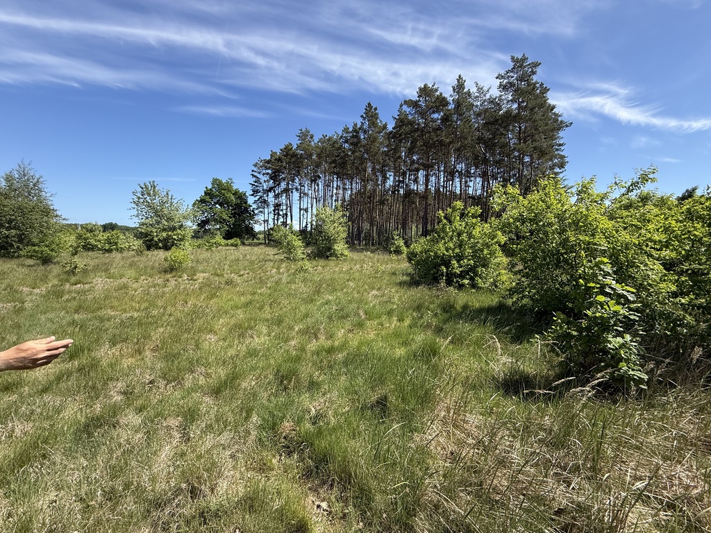 Działka na sprzedaż Brzózki 2 337 m2 | Arka Nieruchomości