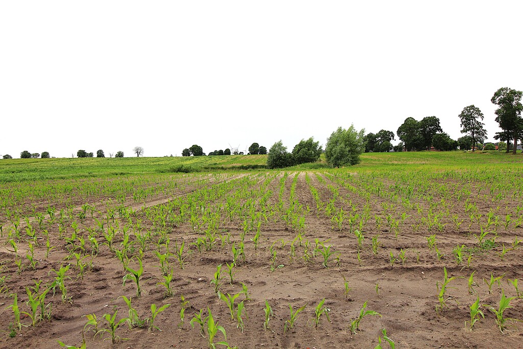 Działka na sprzedaż Gleźno 30 900 m2 | Arka Nieruchomości