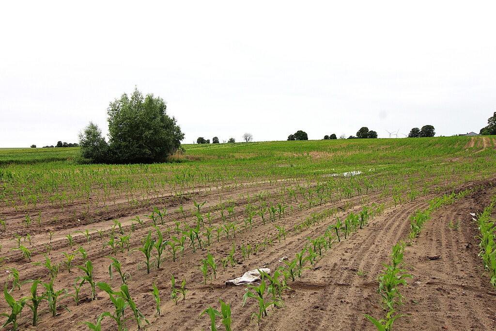 Działka na sprzedaż Gleźno 30 900 m2 | Arka Nieruchomości