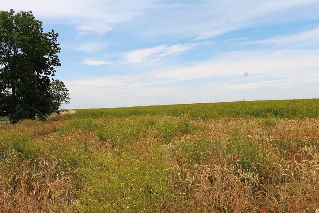 Działka na sprzedaż Bielkowo 1 300 m2 | Arka Nieruchomości