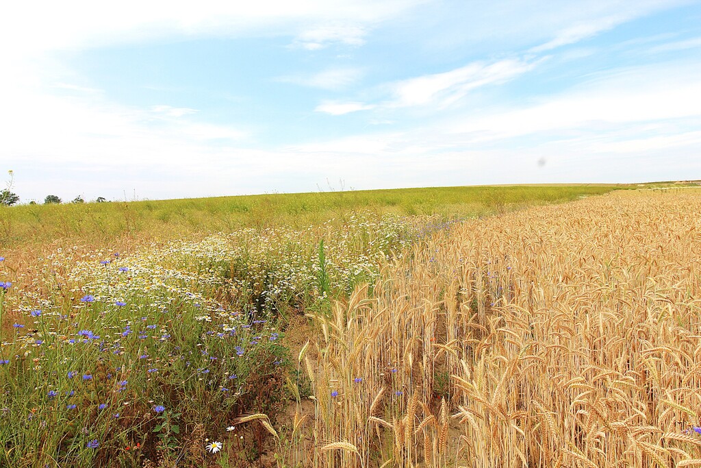 Działka na sprzedaż Bielkowo 1 300 m2 | Arka Nieruchomości
