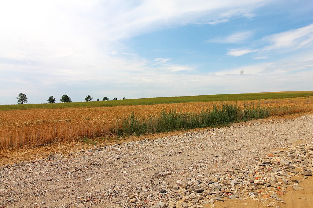 Działka na sprzedaż Bielkowo 1 300 m2 | Arka Nieruchomości