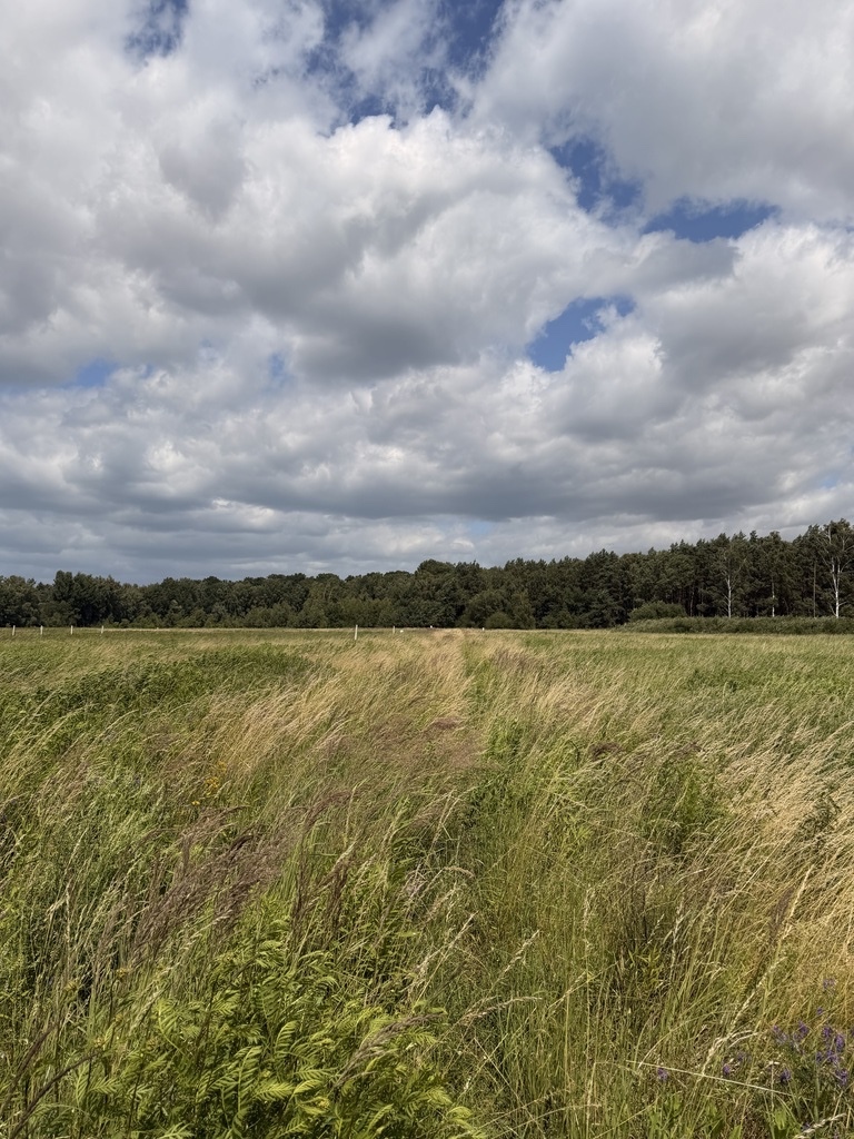 Działka na sprzedaż Niedźwiedź 1 100 m2 | Arka Nieruchomości