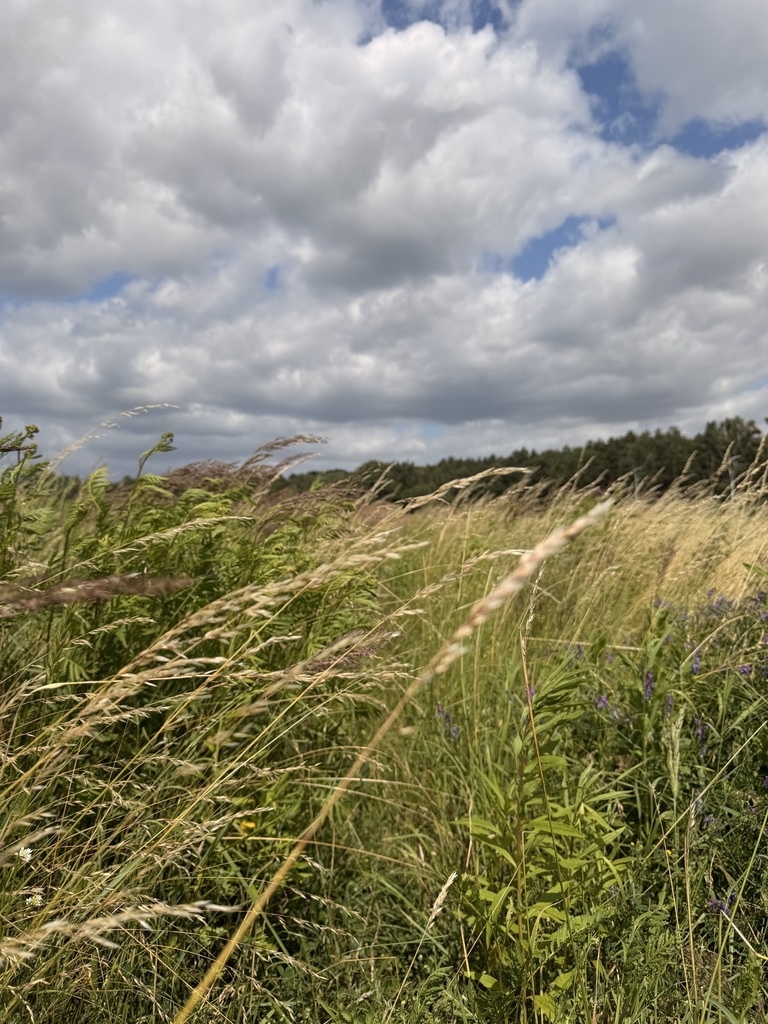 Działka na sprzedaż Niedźwiedź 1 100 m2 | Arka Nieruchomości