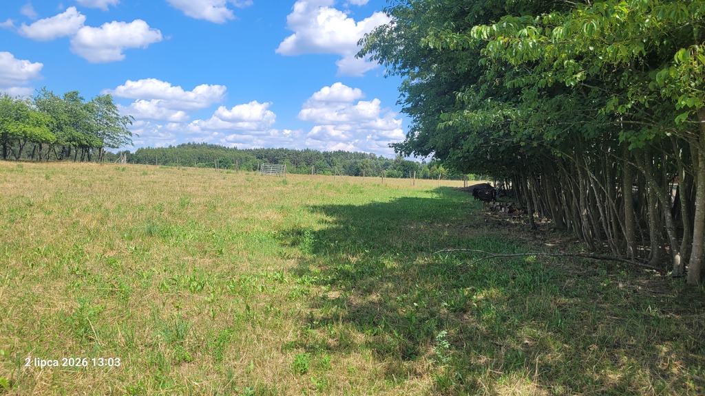 Działka na sprzedaż Wiśniewo 7 800 m2 | Arka Nieruchomości
