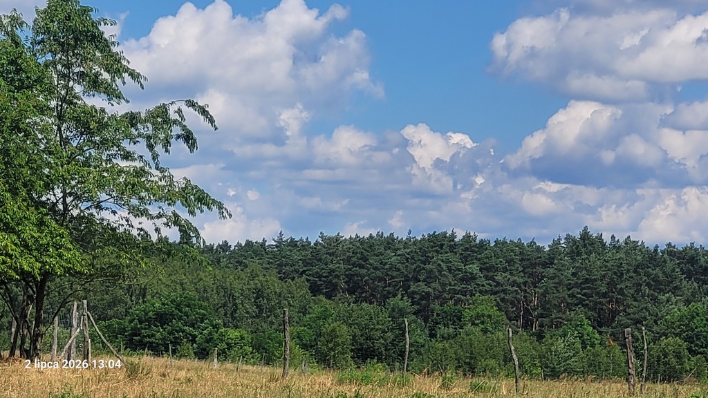 Działka na sprzedaż Wiśniewo 7 800 m2 | Arka Nieruchomości